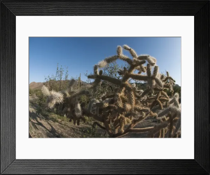 Framed Print : Jumping cholla (Cylindropuntia fulgida) (hanging chain cholla) native to the southwestern United States of America and northern Mexico, Baja, Mexico, North America Framed Print : Jumping cholla (Cylindropuntia fulgida) (hanging chain cholla) native to the southwestern United States of America and northern Mexico, Baja, Mexico, North America