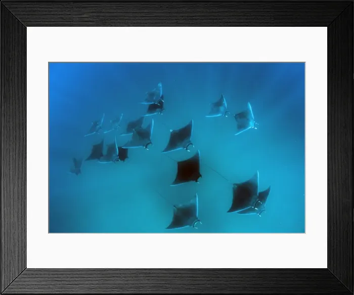 Framed Print : Eagle rays (Mobula hypostoma) common in this area and often seen feeding on zooplankton in large groups, Yum Balam Marine Protected Area, Quintana Roo, Mexico, North America Framed Print : Eagle rays (Mobula hypostoma) common in this area and often seen feeding on zooplankton in large groups, Yum Balam Marine Protected Area, Quintana Roo, Mexico, North America