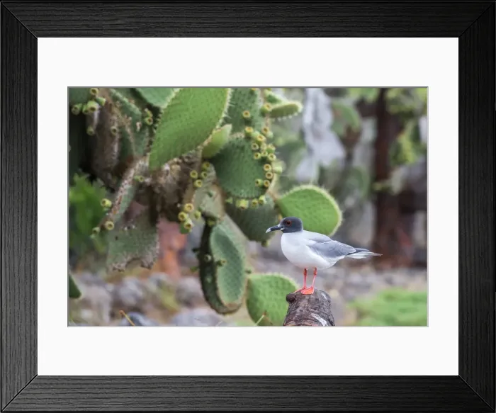 Framed Print : Swallow-tailed gull (Larus furcatus), South Plaza Island, Galapagos, UNESCO World Heritage Site, Ecuador, South America Framed Print : Swallow-tailed gull (Larus furcatus), South Plaza Island, Galapagos, UNESCO World Heritage Site, Ecuador, South America
