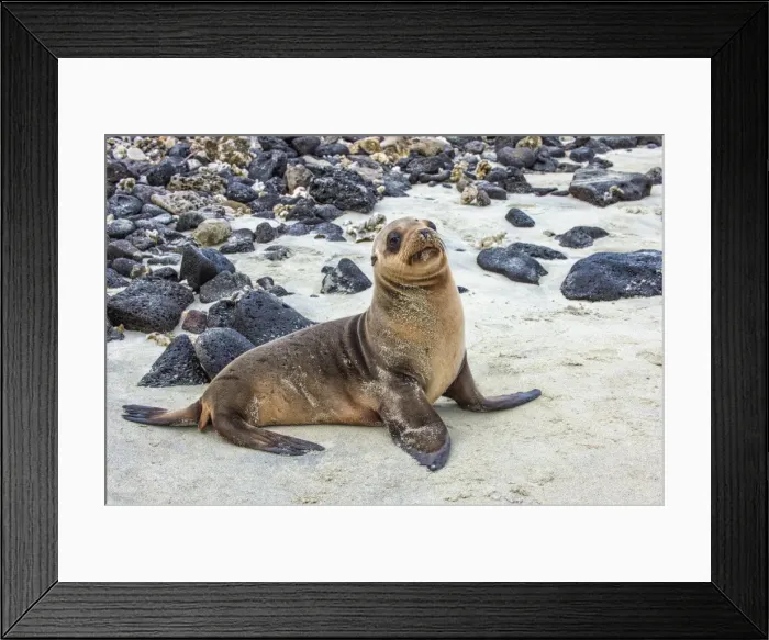 Framed Print : Galapagos sea lion pup (Zalophus californianus wollebaeki), Galapagos, UNESCO World Heritage Site, Ecuador, South America Framed Print : Galapagos sea lion pup (Zalophus californianus wollebaeki), Galapagos, UNESCO World Heritage Site, Ecuador, South America