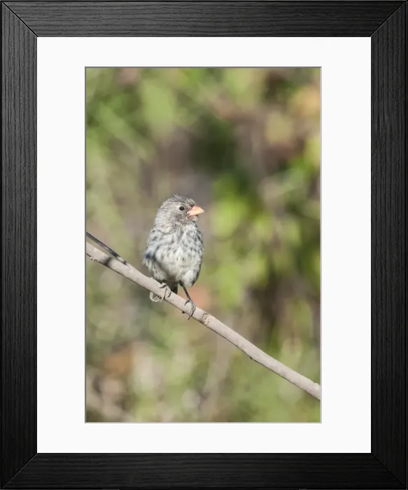 Framed Print : Galapagos medium ground-finch (Geospiza fortis), Bahia Urvina, Isabela Island, Galapagos, UNESCO World Heritage Site, Ecuador, South America Framed Print : Galapagos medium ground-finch (Geospiza fortis), Bahia Urvina, Isabela Island, Galapagos, UNESCO World Heritage Site, Ecuador, South America