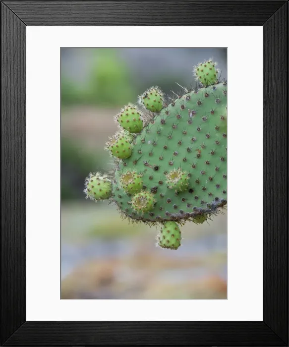 Framed Print : Giant Prickly Pear cactus, South Plaza Island, Galapagos, Ecuador, South America