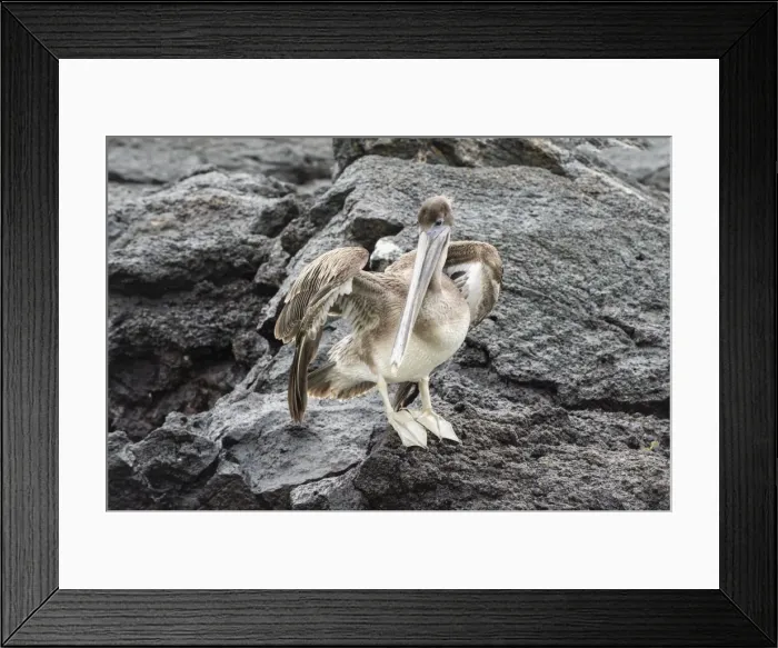 Framed Print : Galapagos brown pelican (Pelecanus occidentalis urinator), Genovesa Island, Galapagos, UNESCO World Heritage Site, Ecuador, South America Framed Print : Galapagos brown pelican (Pelecanus occidentalis urinator), Genovesa Island, Galapagos, UNESCO World Heritage Site, Ecuador, South America