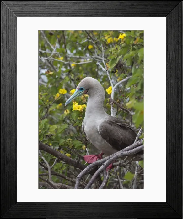 Framed Print : Red footed booby (Sula sula) in red mangrove, Genovesa Island, Galapagos, UNESCO World Heritage Site, Ecuador, South America Framed Print : Red footed booby (Sula sula) in red mangrove, Genovesa Island, Galapagos, UNESCO World Heritage Site, Ecuador, South America