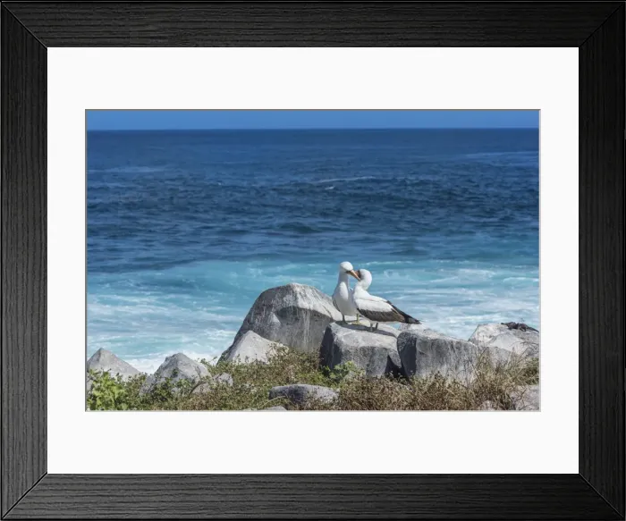 Framed Print : Nazca booby (Sula granti), Hispanola Island, Galapagos, UNESCO World Heritage Site, Ecuador, South America Framed Print : Nazca booby (Sula granti), Hispanola Island, Galapagos, UNESCO World Heritage Site, Ecuador, South America