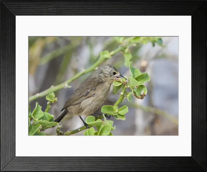 Framed Print : Warbler finch (Certhidea olivacea), Genovesa Island, Galapagos, UNESCO World Heritage Site, Ecuador, South America Framed Print : Warbler finch (Certhidea olivacea), Genovesa Island, Galapagos, UNESCO World Heritage Site, Ecuador, South America