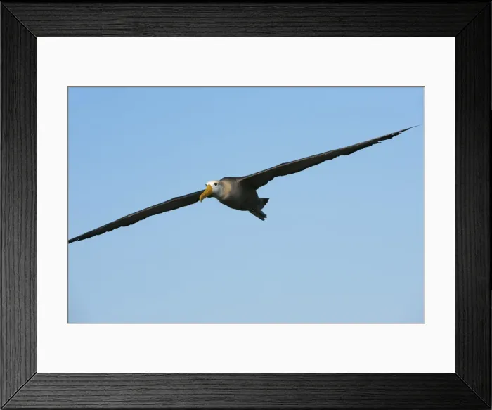 Framed Print : Waved albatross (Phoebastria irrorata ) in flight, Hispanola Island, Galapagos, Ecuador, South America Framed Print : Waved albatross (Phoebastria irrorata ) in flight, Hispanola Island, Galapagos, Ecuador, South America