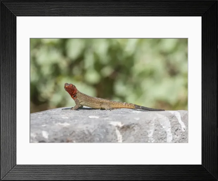 Framed Print : Galapagos Lava Lizard (Microlophus albemarlensis), Hispanola Island, Galapagos, UNESCO World Heritage Site, Ecuador, South America Framed Print : Galapagos Lava Lizard (Microlophus albemarlensis), Hispanola Island, Galapagos, UNESCO World Heritage Site, Ecuador, South America