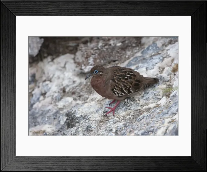 Framed Print : Galapagos dove (Zenaida galapagoensis), Genovesa Island, Galapagos, UNESCO World Heritage Site, Ecuador, South America Framed Print : Galapagos dove (Zenaida galapagoensis), Genovesa Island, Galapagos, UNESCO World Heritage Site, Ecuador, South America