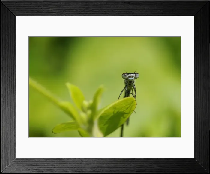 Framed Print : Head on view of a male Azure Damselfly (Coenagrion puella) casting shadow on a leaf, Wiltshire, England, United Kingdom, Europe Framed Print : Head on view of a male Azure Damselfly (Coenagrion puella) casting shadow on a leaf, Wiltshire, England, United Kingdom, Europe