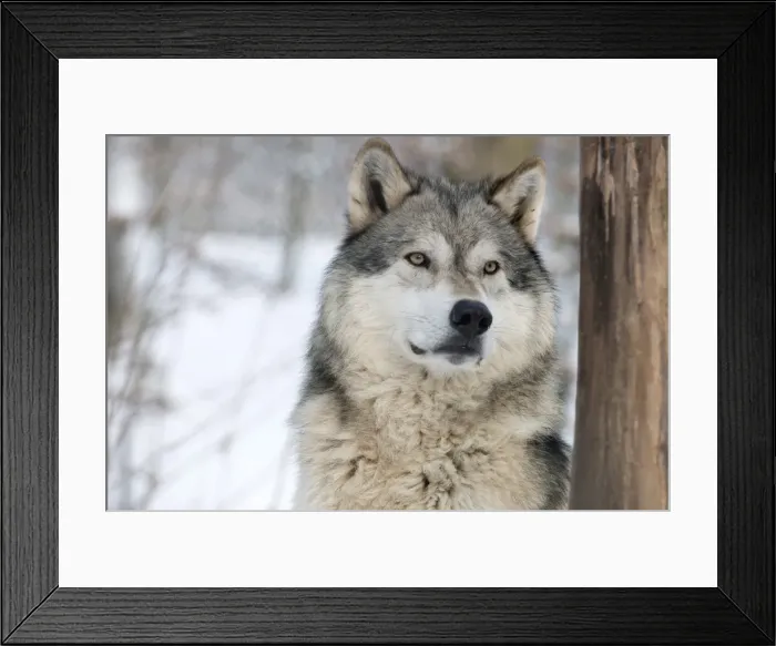 Framed Print : North American timber wolf (Canis lupus) in forest, Wolf Science Centre, Ernstbrunn, Austria, Europe Framed Print : North American timber wolf (Canis lupus) in forest, Wolf Science Centre, Ernstbrunn, Austria, Europe