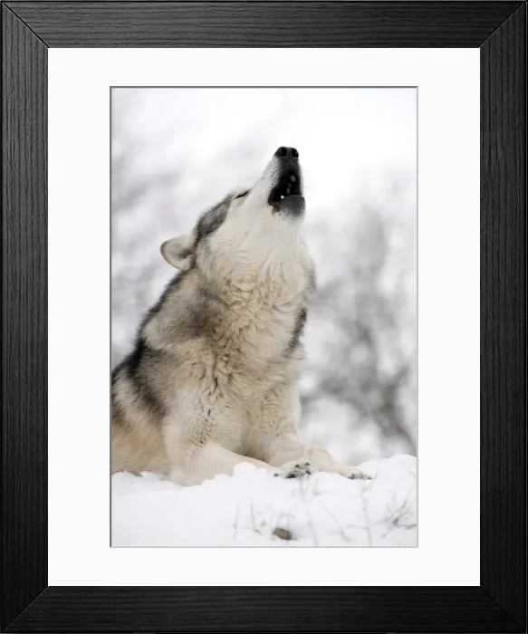 Framed Print : North American timber wolf (Canis Lupus) howling in the snow in deciduous forest, Wolf Science Centre, Ernstbrunn, Austria, Europe Framed Print : North American timber wolf (Canis Lupus) howling in the snow in deciduous forest, Wolf Science Centre, Ernstbrunn, Austria, Europe