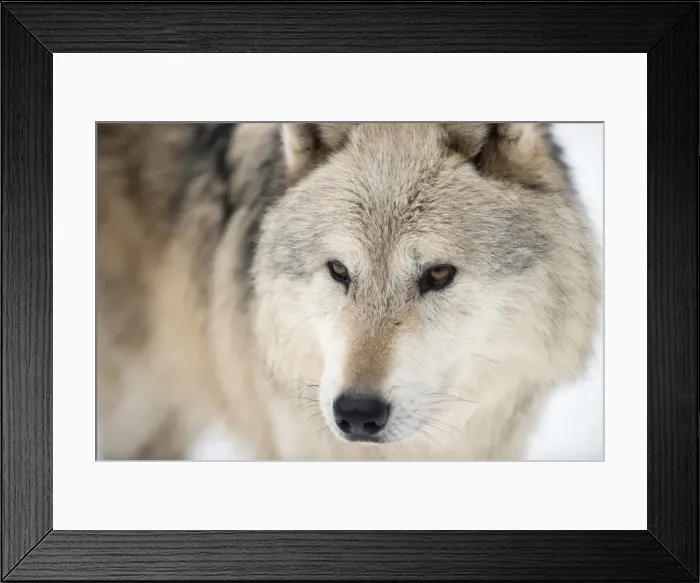 Framed Print : North American timber wolf (Canis lupus) in forest, Wolf Science Centre, Ernstbrunn, Austria, Europe Framed Print : North American timber wolf (Canis lupus) in forest, Wolf Science Centre, Ernstbrunn, Austria, Europe