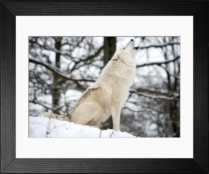 Framed Print : North American Timber wolf, Canis Lupus howling in the snow in deciduous forest Framed Print : North American Timber wolf, Canis Lupus howling in the snow in deciduous forest