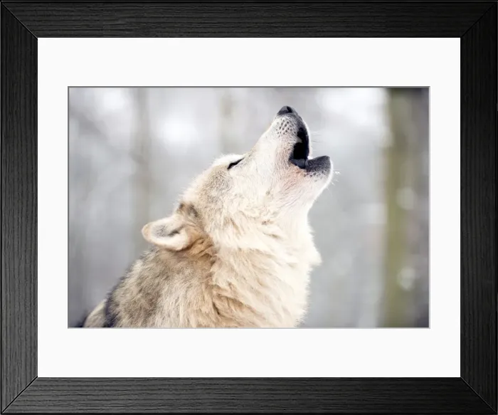 Framed Print : North American timber wolf (Canis Lupus) howling in the snow in forest, Wolf Science Centre, Ernstbrunn, Austria, Europe Framed Print : North American timber wolf (Canis Lupus) howling in the snow in forest, Wolf Science Centre, Ernstbrunn, Austria, Europe