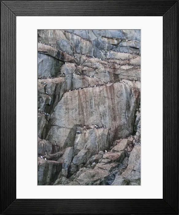 Framed Print : Brunnichs Guillemots and Black-legged Kittiwakes on the cliffs of Kolyuchin Island, Chuckchi Sea, Chukotka, Russia, Eurasia