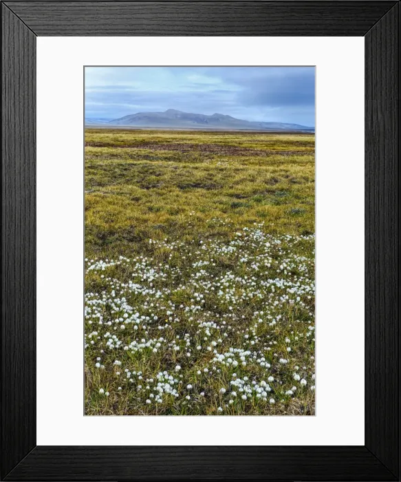 Framed Print : Tundra, Wrangel Island, UNESCO World Heritage Site, Chukotka, Russian Far East, Eurasia Framed Print : Tundra, Wrangel Island, UNESCO World Heritage Site, Chukotka, Russian Far East, Eurasia