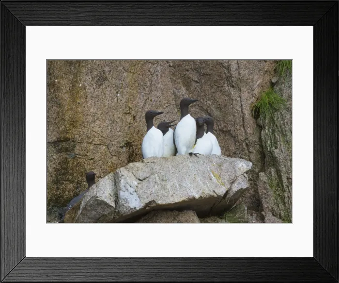 Framed Print : Common Murres ( Guillemots) (Uria aalge), Cape Achen, Chukotka, Russia, Eurasia Framed Print : Common Murres ( Guillemots) (Uria aalge), Cape Achen, Chukotka, Russia, Eurasia