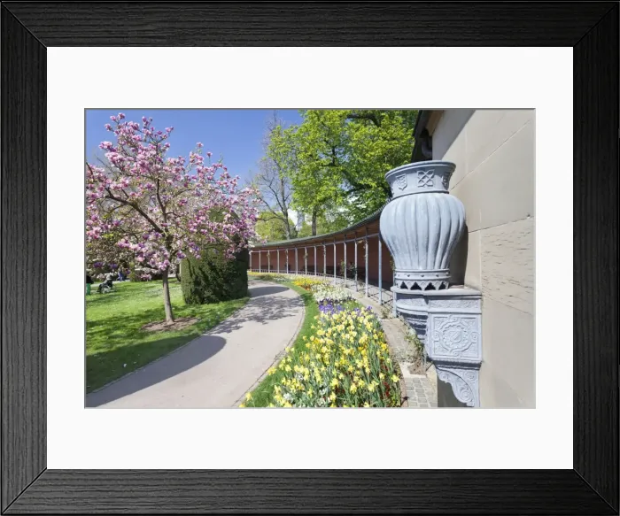 Framed Print : Magnolia blossom in spring, Moorish Garden, Wilhelma Zoo and Botanical Gardens, Stuttgart, Baden Wurttemberg, Germany, Europe