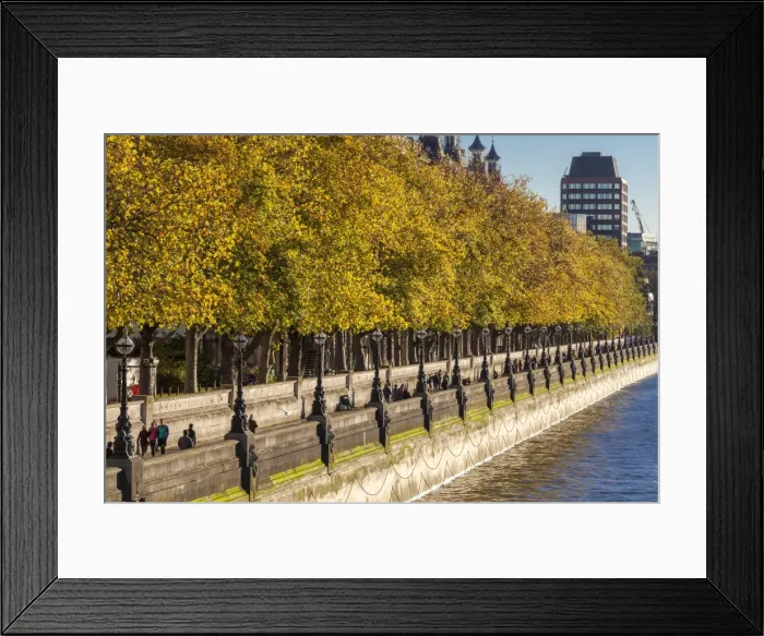 Framed Print : People walking beneath trees bearing autumn coloured leaves along the South Embankment of the River Thames, Westminster, London, England, United Kingdom, Europe Framed Print : People walking beneath trees bearing autumn coloured leaves along the South Embankment of the River Thames, Westminster, London, England, United Kingdom, Europe