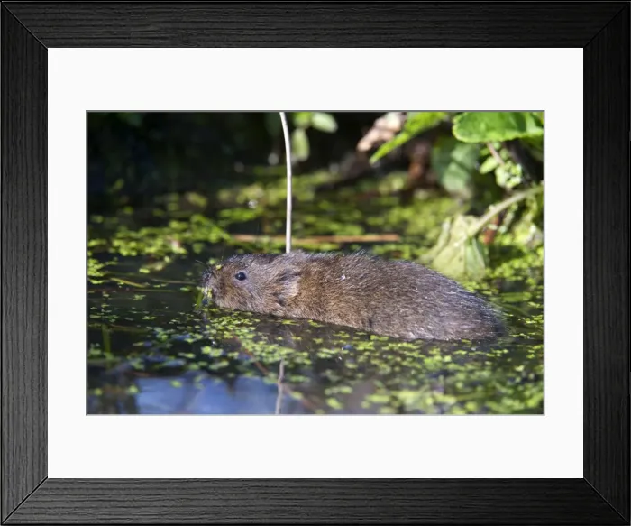 Framed Print : Water vole (Arvicola terrestris) swimming at the surface of a pond, British Wildlife Centre, Surrey, England, United Kingdom, Europe Framed Print : Water vole (Arvicola terrestris) swimming at the surface of a pond, British Wildlife Centre, Surrey, England, United Kingdom, Europe