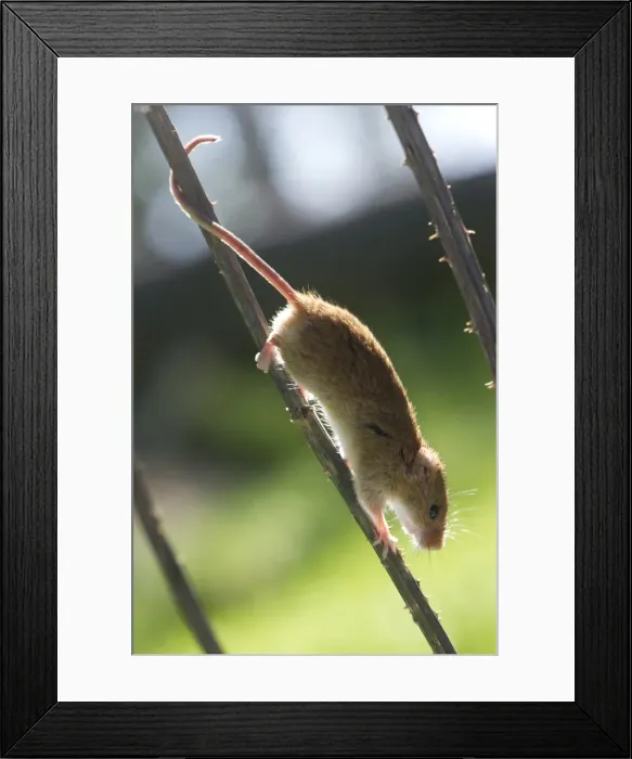 Framed Print : Harvest mouse (Micromys minutus) the smallest British rodent by weight, with prehensile tails to help them climb, United Kingdom, Europe Framed Print : Harvest mouse (Micromys minutus) the smallest British rodent by weight, with prehensile tails to help them climb, United Kingdom, Europe