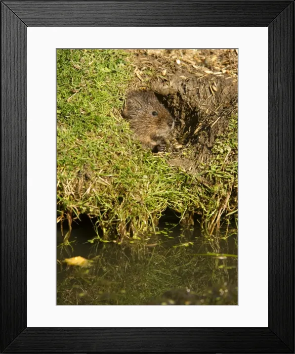 Framed Print : Water vole (Arvicola terrestris) at burrow entrance, surrounded by a closely cropped lawn, eaten by the herbivorous rodents, United Kingdom, Europe Framed Print : Water vole (Arvicola terrestris) at burrow entrance, surrounded by a closely cropped lawn, eaten by the herbivorous rodents, United Kingdom, Europe
