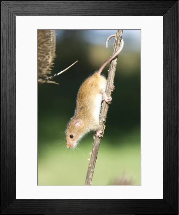 Framed Print : Harvest mouse (Micromys minutus) the smallest British rodent by weight, with prehensile tails to help them climb, United Kingdom, Europe Framed Print : Harvest mouse (Micromys minutus) the smallest British rodent by weight, with prehensile tails to help them climb, United Kingdom, Europe