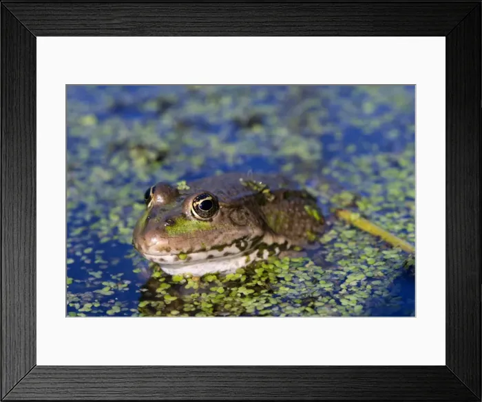 Framed Print : The marsh frog (Pelophylax ridibundu) an escaped garden alien introduced to Kent in 1935, England, United Kingdom, Europe Framed Print : The marsh frog (Pelophylax ridibundu) an escaped garden alien introduced to Kent in 1935, England, United Kingdom, Europe