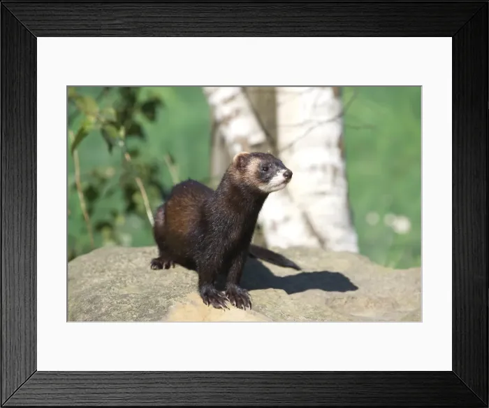 Framed Print : Polecat (Mustela putorius), United Kingdom, Europe Framed Print : Polecat (Mustela putorius), United Kingdom, Europe