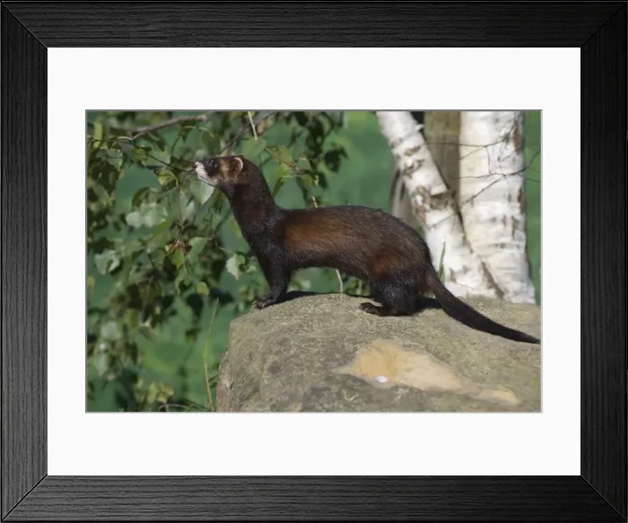 Framed Print : Polecat (Mustela putorius), United Kingdom, Europe Framed Print : Polecat (Mustela putorius), United Kingdom, Europe