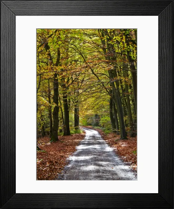 Framed Print : Burnham Beeches, Buckinghamshire, England, United Kingdom, Europe Framed Print : Burnham Beeches, Buckinghamshire, England, United Kingdom, Europe