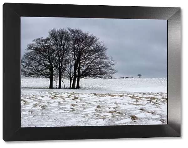 Clump of winter trees, Cleeve Hill, near Cheltenham, Gloucestershire, England, United Kingdom, Europe