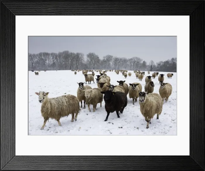 Framed Print : Sheep in wintry field, near Broadway, Worcestershire, The Cotswolds, England, United Kingdom, Europe Framed Print : Sheep in wintry field, near Broadway, Worcestershire, The Cotswolds, England, United Kingdom, Europe