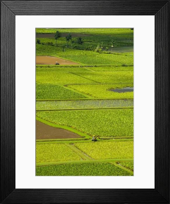 Framed Print : Taro fields near Hanalei on the island of Kauai, Hawaii, United States of America, Pacific Framed Print : Taro fields near Hanalei on the island of Kauai, Hawaii, United States of America, Pacific