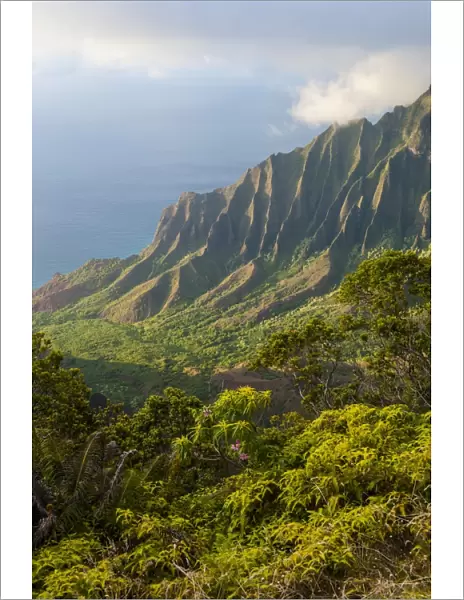Kalalau lookout over the Napali coast from the Kokee State Park, Kauai, Hawaii, United States of America, Pacific