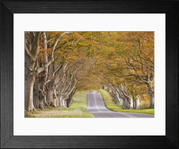 Framed Print : The beech avenue at Kingston Lacy in full autumn colour, Dorset, England, United Kingdom, Europe Framed Print : The beech avenue at Kingston Lacy in full autumn colour, Dorset, England, United Kingdom, Europe
