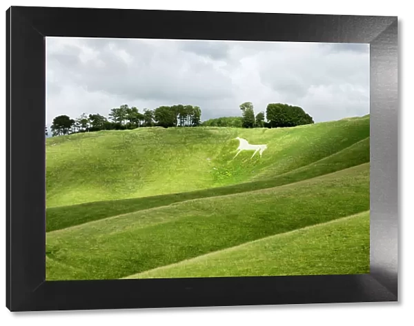 White horse, the Cherhill Downs, Wiltshire, England, United Kingdom, Europe