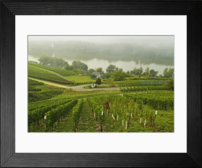 Framed Print : Morning fog over the River Rhine, near Lorch, Hesse, Germany, Europe Framed Print : Morning fog over the River Rhine, near Lorch, Hesse, Germany, Europe