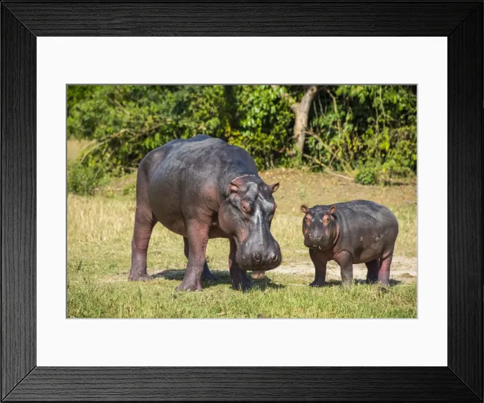 Framed Print : Hippopotamus (Hippopotamus amphibius) mother with baby, Murchison Falls National Park, Uganda, East Africa, Africa Framed Print : Hippopotamus (Hippopotamus amphibius) mother with baby, Murchison Falls National Park, Uganda, East Africa, Africa