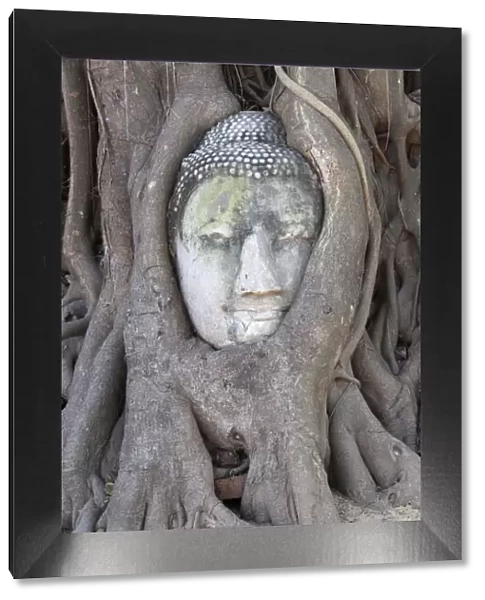 The head of the Sandstone Buddha image under a Bodhi tree, Wat Mahatat, Ayutthaya, UNESCO World Heritage Site, Ayutthaya Province, Thailand, Southeast Asia, Asia