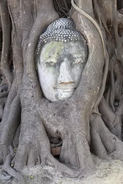 The head of the Sandstone Buddha image under a Bodhi tree, Wat Mahatat, Ayutthaya, UNESCO World Heritage Site, Ayutthaya Province, Thailand, Southeast Asia, Asia