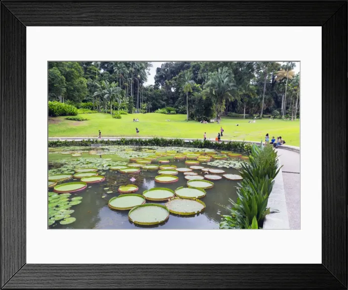 Framed Print : Lily pads, Botanic Gardens, Singapore, Southeast Asia, Asia Framed Print : Lily pads, Botanic Gardens, Singapore, Southeast Asia, Asia