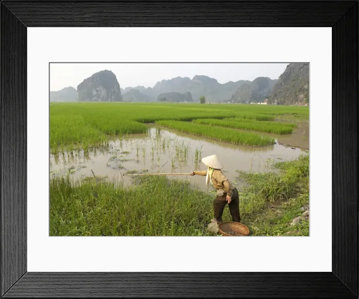 Framed Print : Fishing in the rice fields, Tam Coc, Ninh Binh area, Vietnam, Indochina, Southeast Asia, Asia Framed Print : Fishing in the rice fields, Tam Coc, Ninh Binh area, Vietnam, Indochina, Southeast Asia, Asia