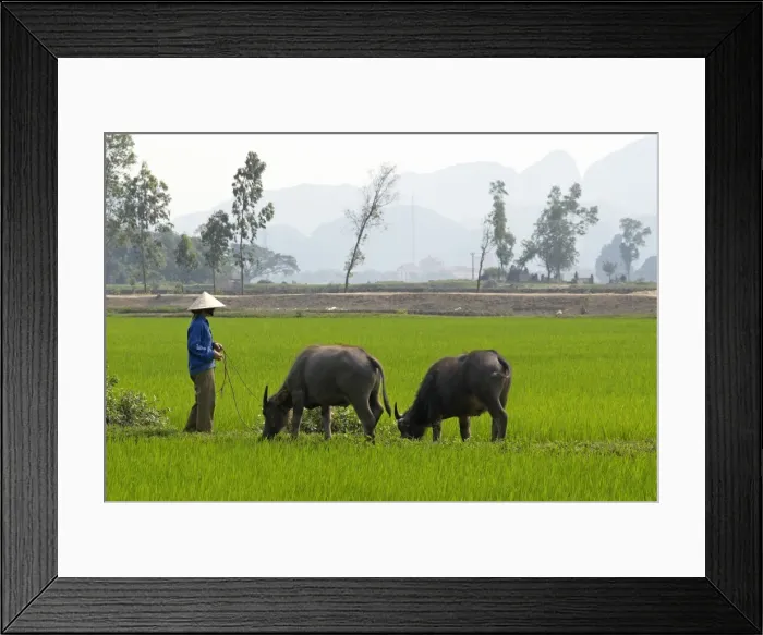Framed Print : Tam Coc, Ninh Binh area, Vietnam, Indochina, Southeast Asia, Asia Framed Print : Tam Coc, Ninh Binh area, Vietnam, Indochina, Southeast Asia, Asia