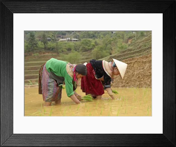Framed Print : Flower Hmong ethnic group women working in the rice field, Bac Ha area, Vietnam, Indochina, Southeast Asia, Asia Framed Print : Flower Hmong ethnic group women working in the rice field, Bac Ha area, Vietnam, Indochina, Southeast Asia, Asia