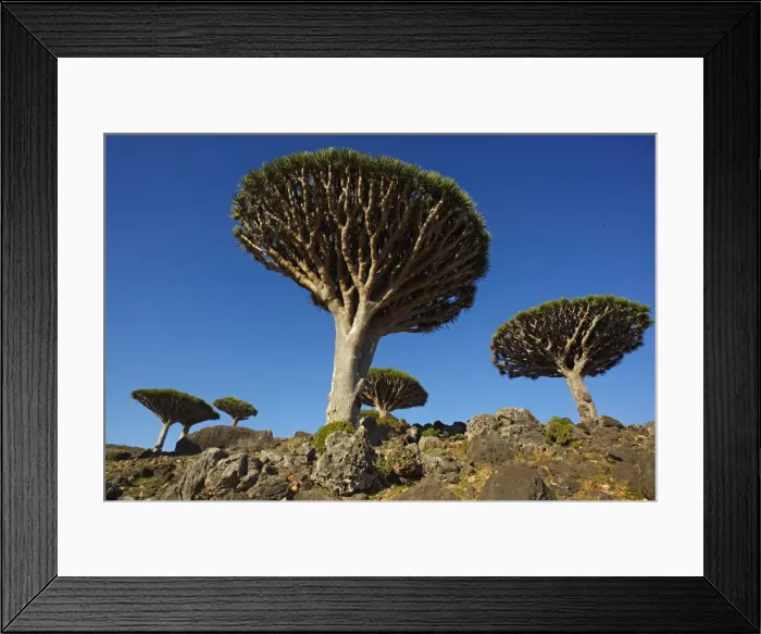 Framed Print : Dragon tree (Dracaena Cinnabari), Socotra Island, Yemen, Middle East Framed Print : Dragon tree (Dracaena Cinnabari), Socotra Island, Yemen, Middle East