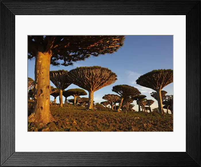 Framed Print : Dragon tree (Dracaena Cinnabari), Socotra Island, Yemen, Middle East Framed Print : Dragon tree (Dracaena Cinnabari), Socotra Island, Yemen, Middle East