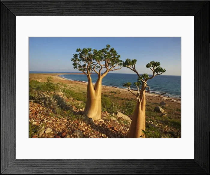 Framed Print : Rose of Desert (Adenium Obesum ssp. Sokotranum), Dihamri Beach, Socotra Island, Yemen, Middle East Framed Print : Rose of Desert (Adenium Obesum ssp. Sokotranum), Dihamri Beach, Socotra Island, Yemen, Middle East