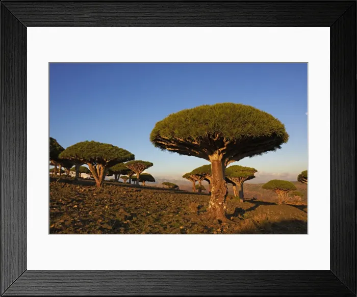 Framed Print : Dragon tree (Dracaena Cinnabari), Socotra Island, Yemen, Middle East Framed Print : Dragon tree (Dracaena Cinnabari), Socotra Island, Yemen, Middle East